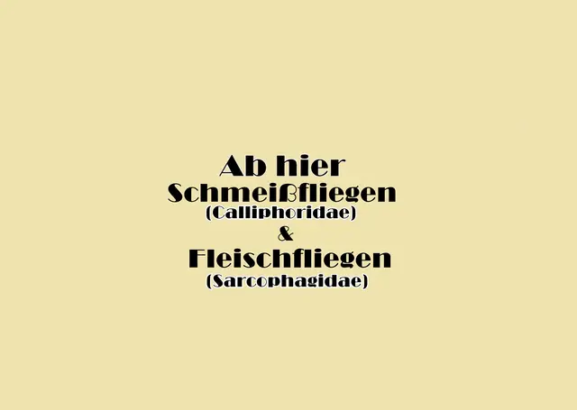Foto: GvMeegen