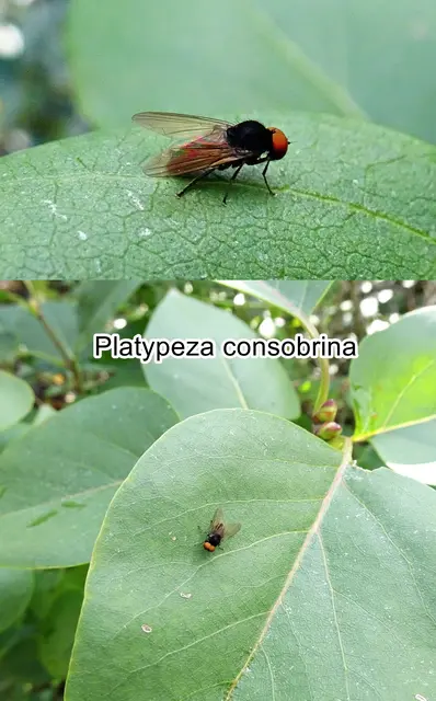 (ohne dt. Namen) Platypeza consobrina  Johan Wilhelm Zetterstedt 1844
Ordnung:	Zweiflügler (Diptera)
Unterordnung:	Fliegen (Brachycera)
Familie:	Tummelfliegen (Platypezidae)
Gattung:	Platypeza
Art:	Platypeza consobrina | Foto: GvMeegen