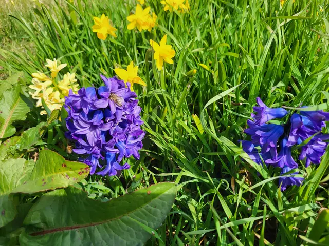 gesammelte Blumenzwiebel blühen im Frühling | Foto: Foto Claudia Wegele