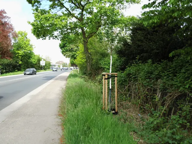 Ahorn Jungbaum an der Emmericher Straße in Wesel. (Symbolbild zum Beitrag)  | Foto: Siegmund Walter, 25.04.2026, 10:54 Uhr