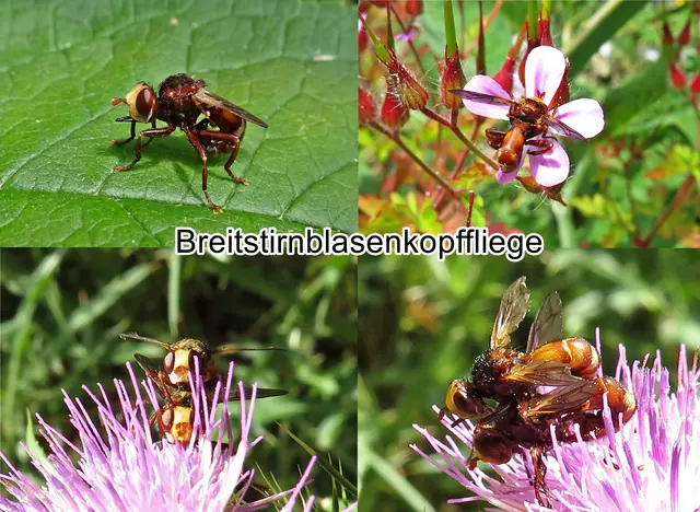 Breitstirnblasenkopffliege (Sicus ferrugineus) Carl von Linné 1761
Ordnung:	Zweiflügler (Diptera)
Unterordnung:	Fliegen (Brachycera)
Familie:	Blasenkopffliegen (Conopidae)
Gattung:	Sicus
Art:	Breitstirnblasenkopffliege | Foto: GvMeegen