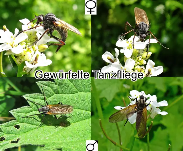 Gewürfelte Tanzfliege (Empis tessellata) Johann Christian Fabricius 1794
Ordnung:	Zweiflügler (Diptera)
Unterordnung:	Fliegen (Brachycera)
Familie:	Tanzfliegen (Empididae)
Gattung:	Empis
Untergattung:	Euempis
Art:	Gewürfelte Tanzfliege | Foto: GvMeegen