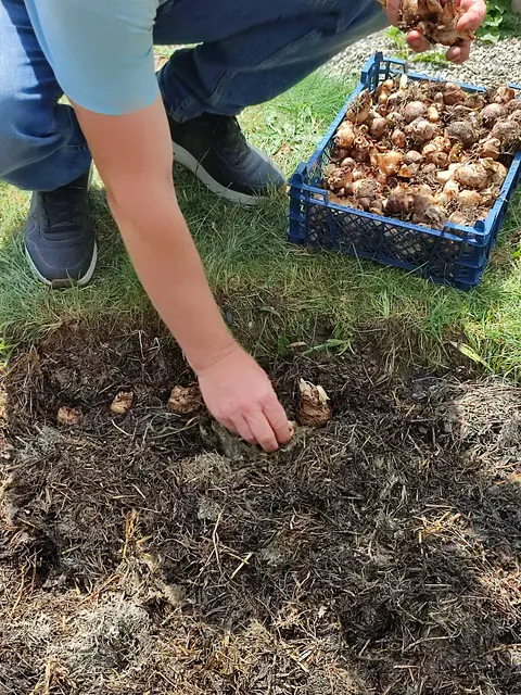 Blumenzwiebel werden an geeigneten Stellen im Friedhof wieder eingepflanzt | Foto: Foto Claudia Wegele