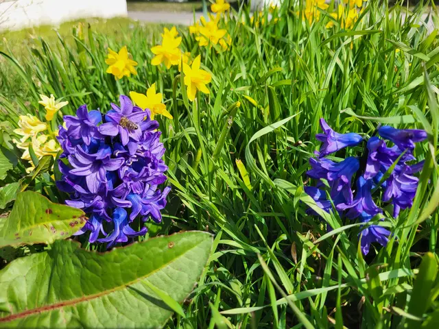 gesammelte Blumenzwiebel blühen im Frühling | Foto: Foto Claudia Wegele