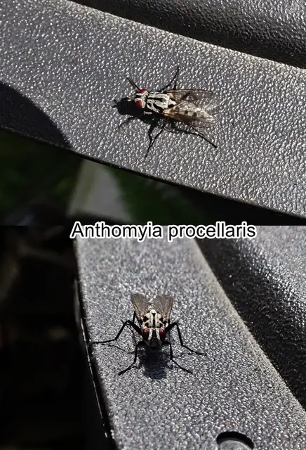 (ohne dt. Namen) Eustalomyia hilaris   Carl Fredrik Fallén 1822
Ordnung:	Zweiflügler (Diptera)
Unterordnung:	Fliegen (Brachycera)
Teilordnung:	Muscomorpha
Überfamilie:	Muscoidea
Familie:	Blumenfliegen (Anthomyiidae)
Gattung:	Eustalomyia
Art:	Eustalomyia hilaris | Foto: GvMeegen