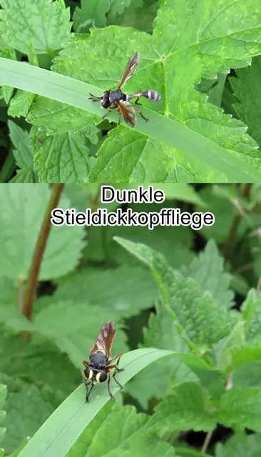 Dunkle Stieldickkopffliege / Rotbeinige Stieldickkopffliege (Physocephala rufipes) Johann Christian Fabricius 1781
Ordnung:	Zweiflügler (Diptera)
Unterordnung:	Fliegen (Brachycera)
Familie:	Blasenkopffliegen (Conopidae)
Gattung:	Physocephala
Art: Dunkle Stieldickkopffliege | Foto: GvMeegen