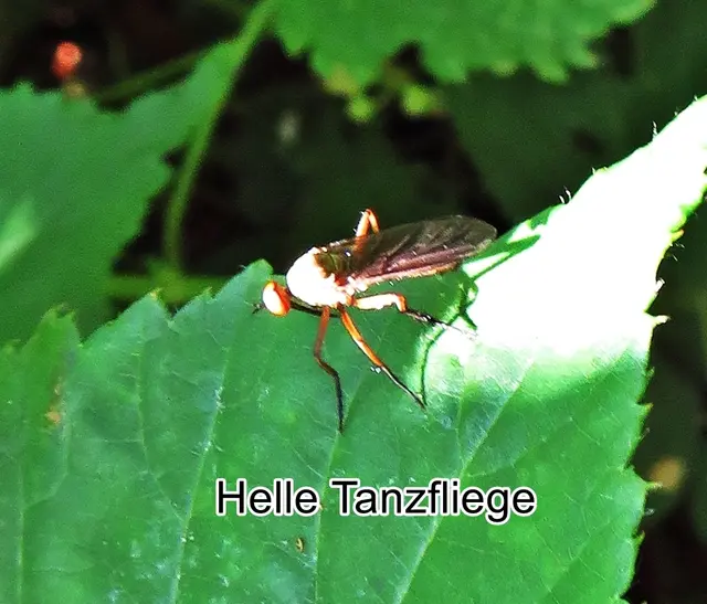 Helle Tanzfliege (Empis livida) Carl von Linné 1758
Ordnung:	Zweiflügler (Diptera)
Unterordnung:	Fliegen (Brachycera)
Familie:	Tanzfliegen (Empididae)
Gattung:	Empis
Untergattung:	Kritempis
Art:	Helle Tanzfliege | Foto: GvMeegen