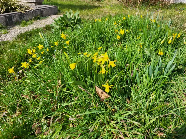 gesammelte Blumenzwiebel blühen im Frühling | Foto: Foto Claudia Wegele