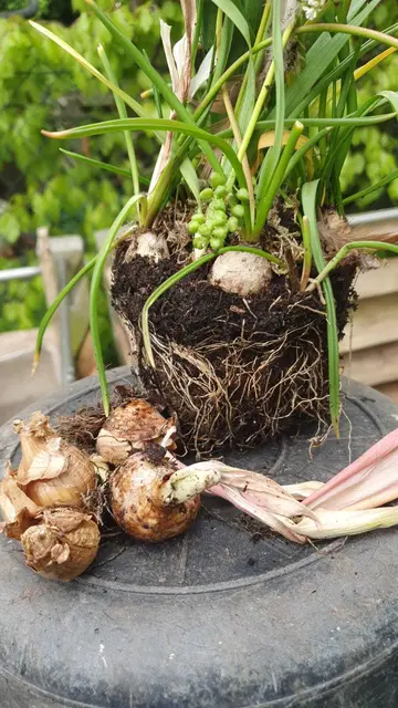 Blumenzwiebel Sammel Aktion eine Initiative des  Bund Naturschutz Gersthofen | Foto: Foto Claudia Wegele