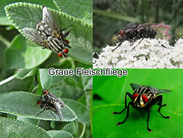 Graue Fleischfliege / Aasfliege (Sarcophaga carnaria) Carl von Linné 1758
Ordnung:	Zweiflügler (Diptera)
Unterordnung:	Fliegen (Brachycera)
Familie:	Fleischfliegen (Sarcophagidae)
Gattung:	Echte Fleischfliegen (Sarcophaga)
Art:	Graue Fleischfliege | Foto: GvMeegen