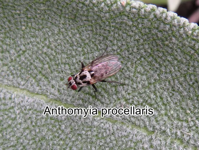 (ohne dt. Namen) Anthomyia procellaris   Camillo Rondani 1866
Ordnung:	Zweiflügler (Diptera)
Unterordnung:	Fliegen (Brachycera)
Familie:	Blumenfliegen (Anthomyiidae)
Gattung:	Anthomyia
Art: Anthomyia procellaris | Foto: GvMeegen