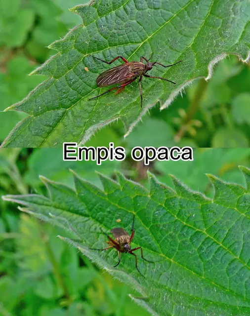 (ohne dt. Namen) Empis opaca  Johann Wilhelm Meigen 1804
Ordnung:	Zweiflügler (Diptera)
Unterordnung:	Fliegen (Brachycera)
Familie:	Tanzfliegen (Empididae)
Gattung:	Empis
Art:	Empis opaca | Foto: GvMeegen