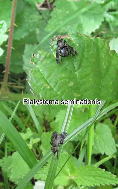 (ohne dt. Namen) Platystoma seminationis   Johann Christian Fabricius 1775
Ordnung:	Zweiflügler (Diptera)
Unterordnung:	Fliegen (Brachycera)
Familie:	Breitmundfliegen (Platystomatidae)
Gattung:	Platystoma
Art:	Platystoma seminationis | Foto: GvMeegen