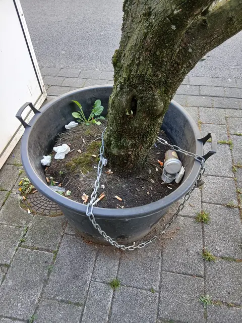 Dickstämmiger Olivenbaum in Mörtelkübel, entweder aus PP (Polypropylen),  PE (Polyethylen) oder sonstigen PVC-Kunststoff, das Kübelsubstrat ausgedörrt, ausgetrocknet und vermüllt.  | Foto: Siegmund Walter, 26.04.2026