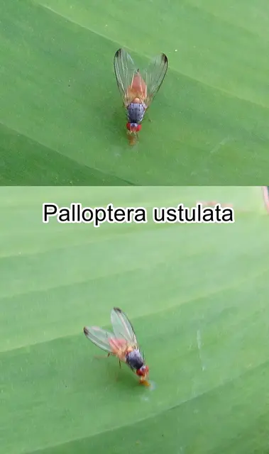 (ohne dt. Namen) Palloptera ustulata  Carl Fredrik Fallén 1820
Ordnung:	Zweiflügler (Diptera)
Unterordnung:	Fliegen (Brachycera)
Familie:	Breitmundfliegen (Pallopteridae)
Gattung:	Palloptera
Art: Palloptera ustulata | Foto: GvMeegen
