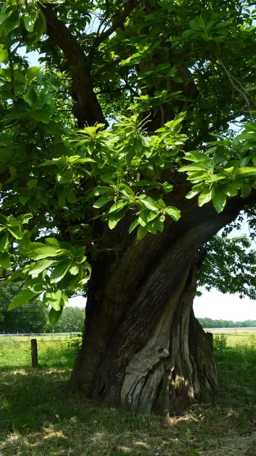 
2013

unter diesem imposanten Baum liegen
und träumen ...

war leider nicht möglich