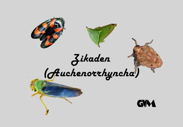 Foto: GvMeegen