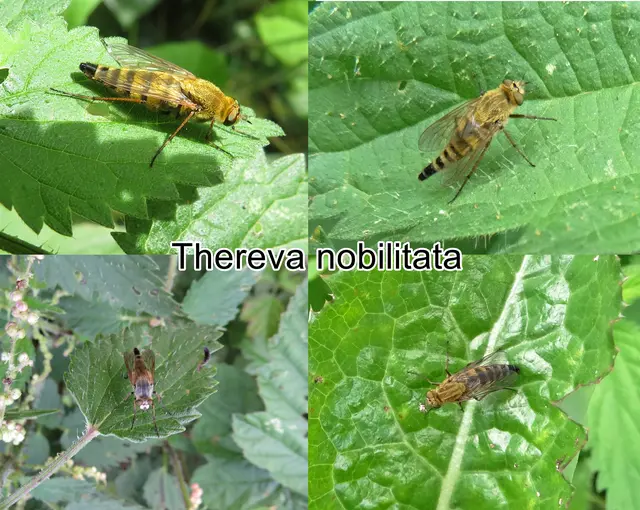 (ohne dt. Namen) Thereva nobilitata  Johann Christian Fabricius 1775
Ordnung:	Zweiflügler (Diptera)
Unterordnung:	Fliegen (Brachycera)
Familie:	Stilettfliegen (Therevidae)
Gattung:	Thereva
Art: Thereva nobilitata | Foto: GvMeegen