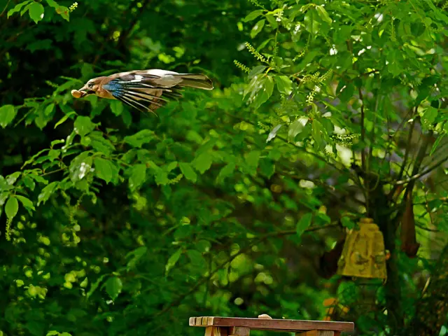 12:37:28
Er ist schon fast aus dem Fokus!