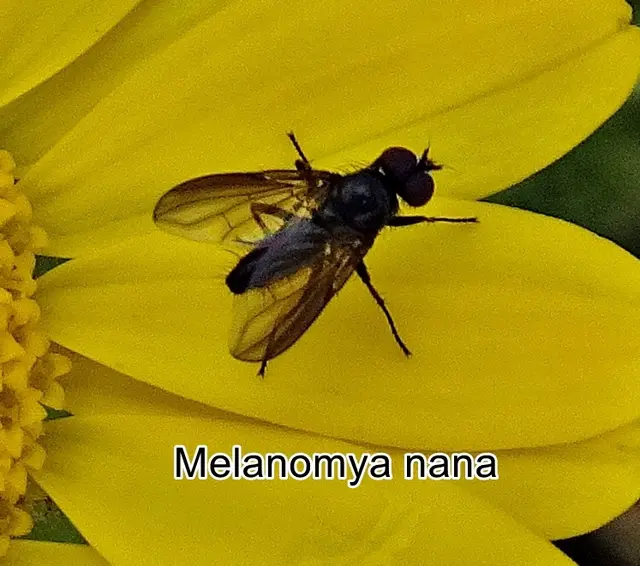 (ohne dt. Namen) Melanomya nana  Johann Wilhelm Meigen 1826
Ordnung:	Zweiflügler (Diptera)
Unterordnung:	Fliegen (Brachycera)
Familie:	Schmeißfliegen (Calliphoridae)
Unterfamilie:	Melanomyinae
Tribus:	Angioneurini
Gattung:	Melanomya
Art:	Melanomya nana | Foto: GvMeegen