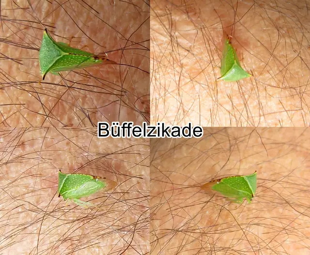 Büffelzikade / Büffelzirpe / Amerikanische Büffelzikade (Stictocephala bisonia) Thomas R. Yonke 1977
Ordnung:	Schnabelkerfe (Hemiptera)
Unterordnung:	Rundkopfzikaden (Cicadomorpha)
Überfamilie:	Membracoidea
Familie:	Buckelzirpen (Membracidae)
Unterfamilie:	Smiliinae
Gattung:	Stictocephala
Art:	Büffelzikade | Foto: GvMeegen