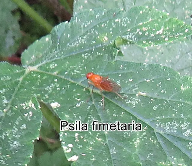 (ohne dt. Namen) Psila fimetaria  Johan Wilhelm Zetterstedt 1844
Ordnung:	Zweiflügler (Diptera)
Unterordnung:	Fliegen (Brachycera)
Familie:	Nacktfliegen (Psilidae)
Gattung:	Psila
Art:	Psila fimetaria | Foto: GvMeegen