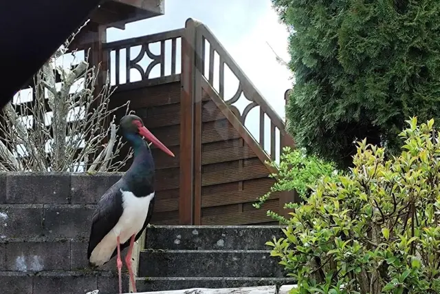 Ein Schwarzstorch stolziert durch den Garten in Holzhausen