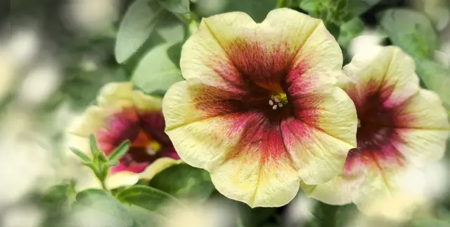 Die 'Petunie' (Petunia) - deren Name sich von "Petun" ableitet, dem Wort der brasilianischen Ureinwohner für Tabak, mit der die Petunie verwandt ist. So benannt von dem französischen Botaniker Antoine Laurent de Jussieu (1748 - 1836) 
