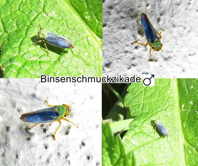 Männchen - Binsenschmuckzikade / Grüne Zwergzikade / Grüne Schmuckzikade (Cicadella viridis, Syn.: Tettigella viridis) Carl von Linné 1758
Ordnung:	Schnabelkerfe (Hemiptera)
ohne Rang:	Zikaden (Auchenorrhyncha)
Unterordnung:	Rundkopfzikaden (Cicadomorpha)
Familie:	Zwergzikaden (Cicadellidae)
Unterfamilie:	Schmuckzikaden (Cicadellinae)
Gattung:	Cicadella
Art:	Binsenschmuckzikade | Foto: GvMeegen