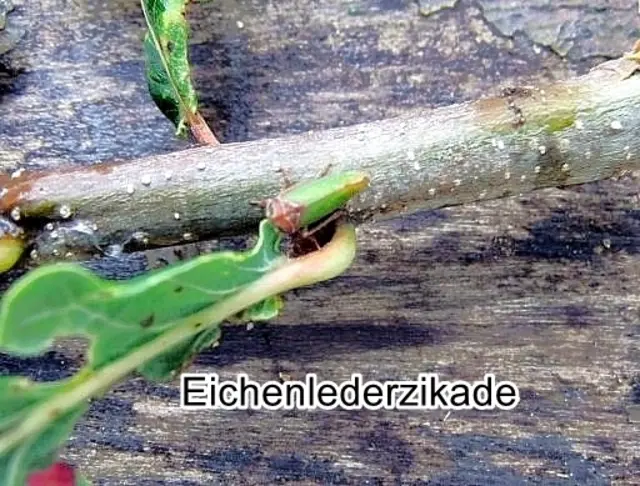 Eichenlederzikade / Eichen-Zwergzikade (Iassus lanio) Carl von Linné 1761
Ordnung:	Schnabelkerfe (Hemiptera)
ohne Rang:	Zikaden (Auchenorrhyncha)
Unterordnung:	Rundkopfzikaden (Cicadomorpha)
Familie:	Zwergzikaden (Cicadellidae)
Unterfamilie:	Lederzikaden (Iassinae)
Gattung:	Iassus
Art:	Eichenlederzikade | Foto: GvMeegen
