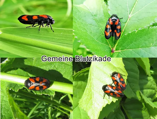 Gemeine Blutzikade (Cercopis vulnerata) Rossi 1807 
Ordnung:	Schnabelkerfe (Hemiptera)
ohne Rang:	Zikaden (Auchenorrhyncha)
Familie:	Blutzikaden (Cercopidae)
Gattung:	Cercopis
Art: Gemeine Blutzikade  | Foto: GvMeegen