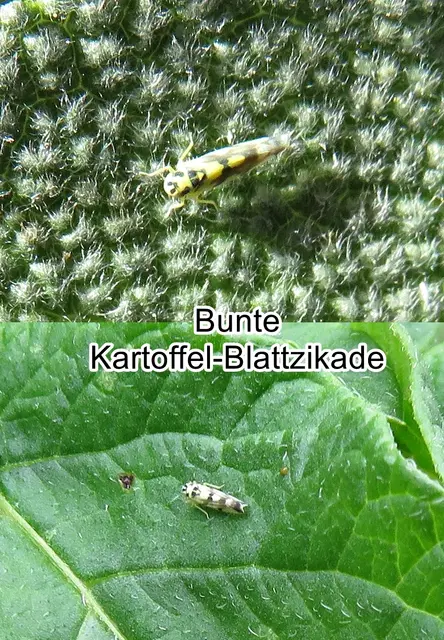 Bunte Kartoffel-Blattzikade (Eupteryx atropunctata) Johann August Ephraim Goeze 1778
Ordnung:	Schnabelkerfe (Hemiptera)
ohne Rang:	Zikaden (Auchenorrhyncha)
Familie:	Zwergzikaden (Cicadellidae)
Unterfamilie:	Blattzikaden (Typhlocybinae)
Tribus:	Typhlocybini
Untertribus:	Eupterygina
Gattung:	Eupteryx
Art: Bunte Kartoffel-Blattzikade | Foto: GvMeegen