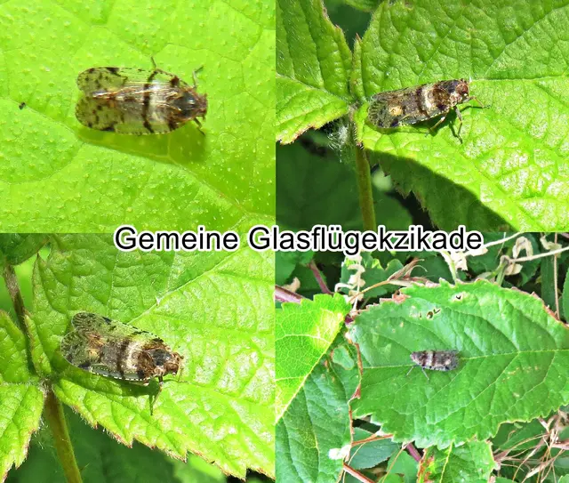 Gemeine Glasflügekzikade (Cixius nervosus) Carl von Linné 1758
Ordnung:	Schnabelkerfe (Hemiptera)
ohne Rang:	Zikaden (Auchenorrhyncha)
Familie:	Glasflügelzikaden (Cixiidae)
Gattung:	Cixius
Art: Gemeine Glasflügekzikade | Foto: GvMeegen