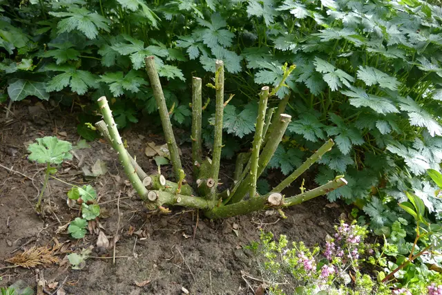 Rosenstrunk, entsorgt und gefunden in Moyland