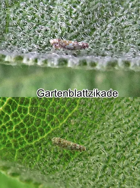 Gartenblattzikade (Eupteryx florida) Ribaut 1936
Ordnung:	Schnabelkerfe (Hemiptera)
ohne Rang:	Zikaden (Auchenorrhyncha)
Familie: Zwergzikaden (Cicadellidae)
Gattung:	Eupteryx
Art: Gartenblattzikade | Foto: GvMeegen