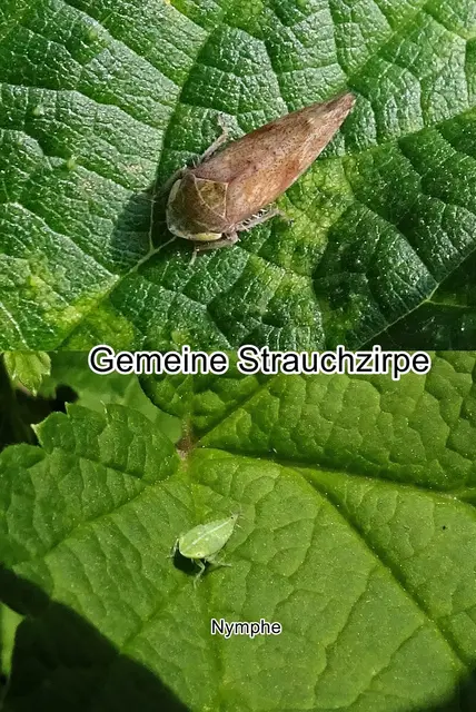 Gemeine Strauchzirpe (Fieberiella septentrionalis) Wilhelm Wagner 1963
Ordnung:	Schnabelkerfe (Hemiptera)
ohne Rang:	Zikaden (Auchenorrhyncha)
Unterordnung:	Rundkopfzikaden (Cicadomorpha)
Familie:	Zwergzikaden (Cicadellidae)
Unterfamilie:	Zirpen (Deltocephalinae)
Tribus:	Fieberiellini
Gattung:	Fieberiella
Art:	Gemeine Strauchzirpe | Foto: GvMeegen