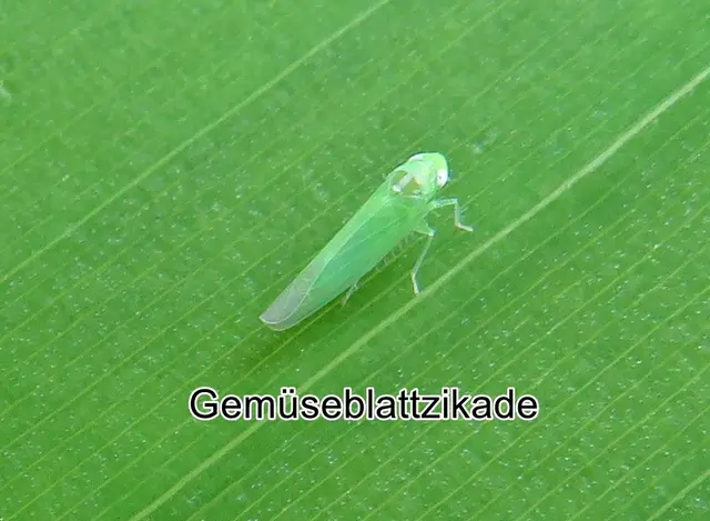 Gemüseblattzikade (Empoasca decipiens) Paoli 1930
Ordnung:	Schnabelkerfe (Hemiptera)
ohne Rang:	Zikaden (Auchenorrhyncha)
Familie:	Zwergzikaden (Cicadellidae)
Gattung: Empoasca
Art: Gemüseblattzikade | Foto: GvMeegen