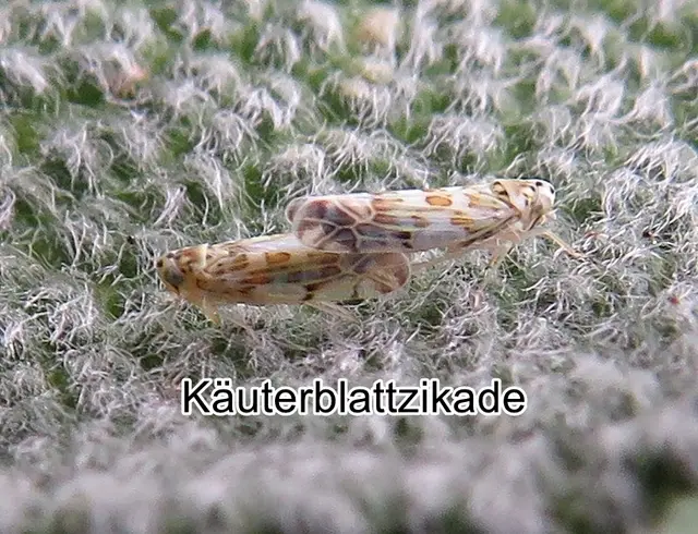 Kräuter-Blattzikade (Eupteryx melissae) John Curtis 1837
Ordnung:	Schnabelkerfe (Hemiptera)
ohne Rang:	Zikaden (Auchenorrhyncha)
Familie:	Zwergzikaden (Cicadellidae)
Gattung:	Eupteryx
Art: Kräuter-Blattzikade | Foto: GvMeegen