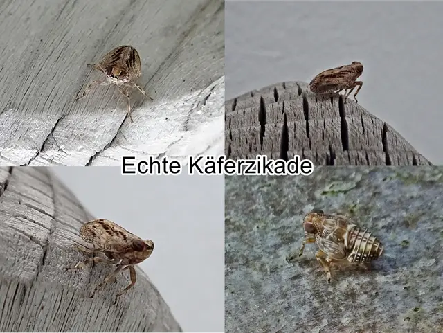 Echte Käferzikade (Issus coleoptratus) Johann Christian Fabricius 1781
Ordnung:	Schnabelkerfe (Hemiptera)
ohne Rang:	Zikaden (Auchenorrhyncha)
Unterordnung:	Spitzkopfzikaden (Fulgoromorpha)
Familie:	Käferzikaden (Issidae)
Gattung:	Issus
Art:	Echte Käferzikade | Foto: GvMeegen