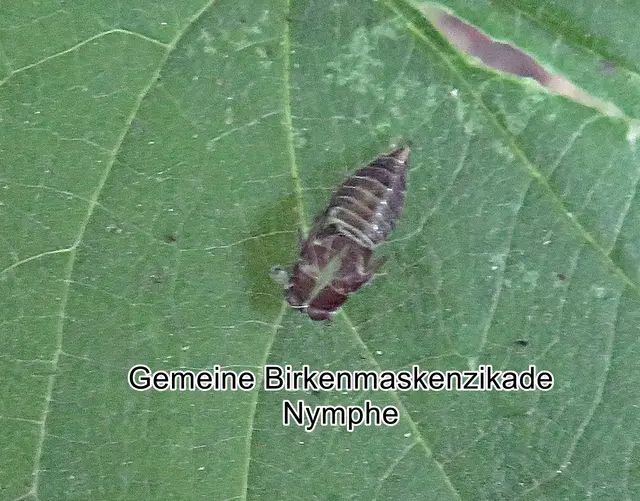 Nymphe - Gemeine Birkenmaskenzikade (Oncopsis flavicollis) Carl von Linné 1761
Ordnung:	Schnabelkerfe (Hemiptera)
ohne Rang:	Zikaden (Auchenorrhyncha)
Familie:	Zwergzikaden (Cicadellidae)
Gattung: Oncopsis
Art: Gemeine Birkenmaskenzikade

 | Foto: GvMeegen