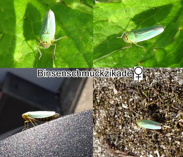 Weibchen - Binsenschmuckzikade / Grüne Zwergzikade / Grüne Schmuckzikade (Cicadella viridis, Syn.: Tettigella viridis) Carl von Linné 1758
Ordnung:	Schnabelkerfe (Hemiptera)
ohne Rang:	Zikaden (Auchenorrhyncha)
Unterordnung:	Rundkopfzikaden (Cicadomorpha)
Familie:	Zwergzikaden (Cicadellidae)
Unterfamilie:	Schmuckzikaden (Cicadellinae)
Gattung:	Cicadella
Art:	Binsenschmuckzikade | Foto: GvMeegen