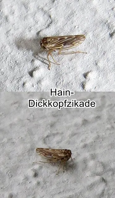 Hain-Dickkopfzikade (Agallia consobrina) John Curtis 1833
Ordnung:	Schnabelkerfe (Hemiptera)
ohne Rang:	Zikaden (Auchenorrhyncha)
Familie:	Zwergzikaden (Cicadellidae)
Unterfamilie:	Dickkopfzikaden (Agalliinae)
Tribus:	Agalliini
Gattung:	Agallia
Art:	Hain-Dickkopfzikade | Foto: GvMeegen