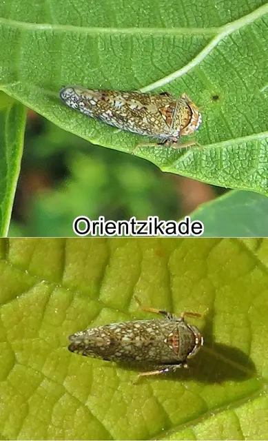 Orientzikade / Orientzirpe (Orientus ishidae) Shonen Matsumura 1902
Ordnung:	Schnabelkerfe (Hemiptera)
ohne Rang:	Zikaden (Auchenorrhyncha)
Unterordnung:	Rundkopfzikaden (Cicadomorpha)
Familie:	Zwergzikaden (Cicadellidae)
Unterfamilie:	Zirpen (Deltocephalinae)
Tribus:	Athysanini
Gattung:	Orientus
Art:	Orientzikade | Foto: GvMeegen