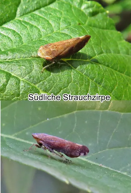 Südliche Strauchzirpe (Fieberiella florii) Carl Stål 1864
Ordnung:	Schnabelkerfe (Hemiptera)
ohne Rang:	Zikaden (Auchenorrhyncha)
Unterordnung:	Rundkopfzikaden (Cicadomorpha)
Familie:	Zwergzikaden (Cicadellidae)
Unterfamilie:	Zirpen (Deltocephalinae)
Tribus:	Fieberiellini
Gattung:	Fieberiella
Art:	Südliche Strauchzirpe | Foto: GvMeegen