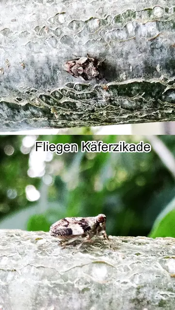 Fliegen Käferzikade (Issus muscaeformis) von Schrank 1781
Ordnung:	Schnabelkerfe (Hemiptera)
ohne Rang:	Zikaden (Auchenorrhyncha)
Unterordnung:	Spitzkopfzikaden (Fulgoromorpha)
Familie: Käferzikaden (Issidae)
Gattung: Issus
Art: Fliegen Käferzikade | Foto: GvMeegen
