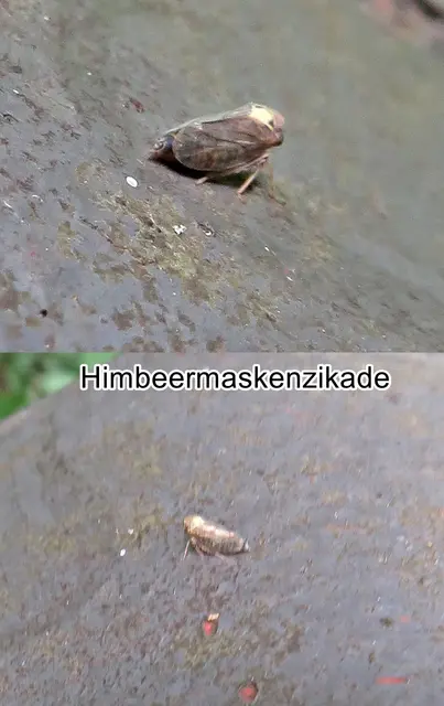 Himbeermaskenzikade (Macropsis fuscula) Johan Wilhelm Zetterstedt 1828
Ordnung:	Schnabelkerfe (Hemiptera)
ohne Rang:	Zikaden (Auchenorrhyncha)
Unterordnung:	Rundkopfzikaden (Cicadomorpha)
Überfamilie:	Membracoidea
Familie:	Zwergzikaden (Cicadellidae)
Unterfamilie:	Maskenzikaden (Macropsinae)
Gattung:	Macropsis
Art:	Himbeermaskenzikade | Foto: GvMeegen