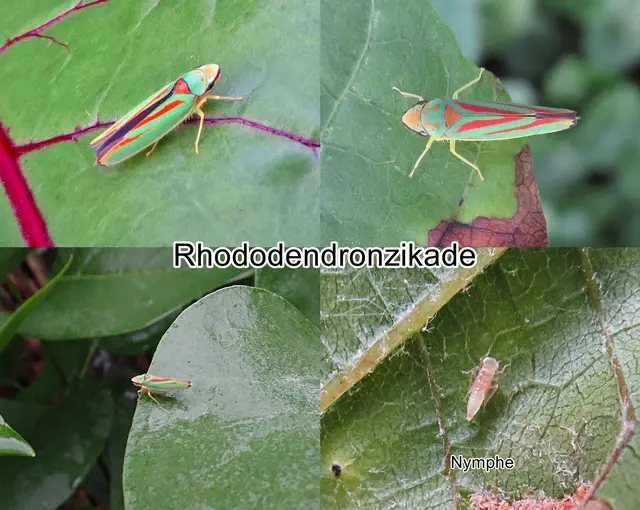 Rhododendronzikade (Graphocephala fennahi) David Allan Young junior 1977
Ordnung:	Schnabelkerfe (Hemiptera)
ohne Rang:	Zikaden (Auchenorrhyncha)
Unterordnung:	Rundkopfzikaden (Cicadomorpha)
Familie:	Zwergzikaden (Cicadellidae)
Unterfamilie:	Schmuckzikaden (Cicadellinae)
Gattung:	Graphocephala
Art:	Rhododendronzikade | Foto: GvMeegen