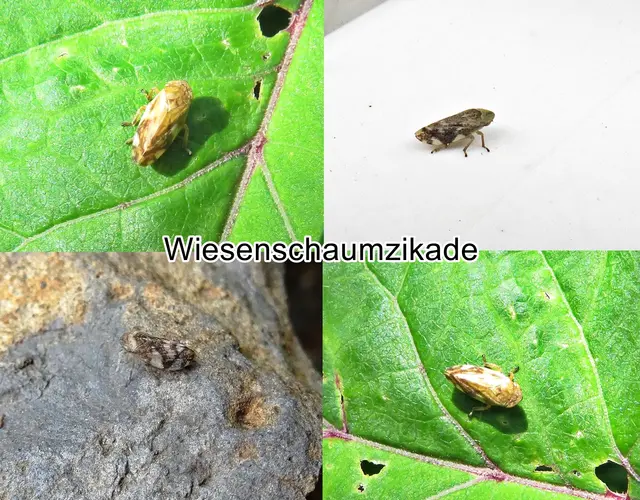 Wiesenschaumzikade (Philaenus spumarius) Carl von Linné 1758
Ordnung:	Schnabelkerfe (Hemiptera)
ohne Rang:	Zikaden (Auchenorrhyncha)
Unterordnung:	Rundkopfzikaden (Cicadomorpha)
Überfamilie:	Cercopoidea
Familie:	Schaumzikaden (Aphrophoridae)
Gattung:	Philaenus
Art:	Wiesenschaumzikade | Foto: GvMeegen