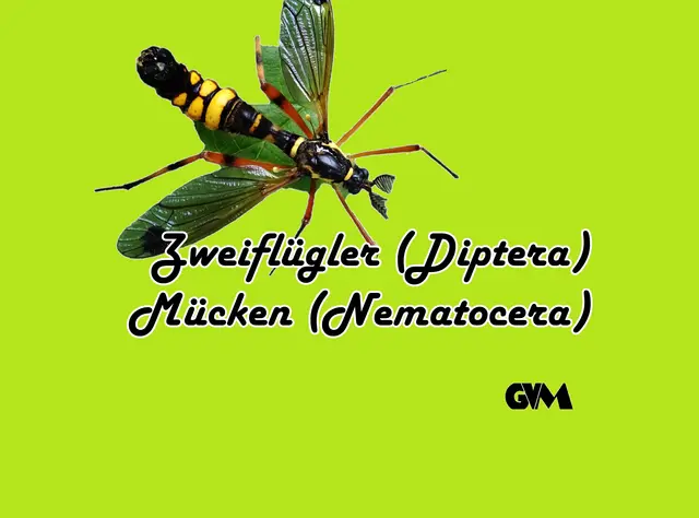 Foto: GvMeegen