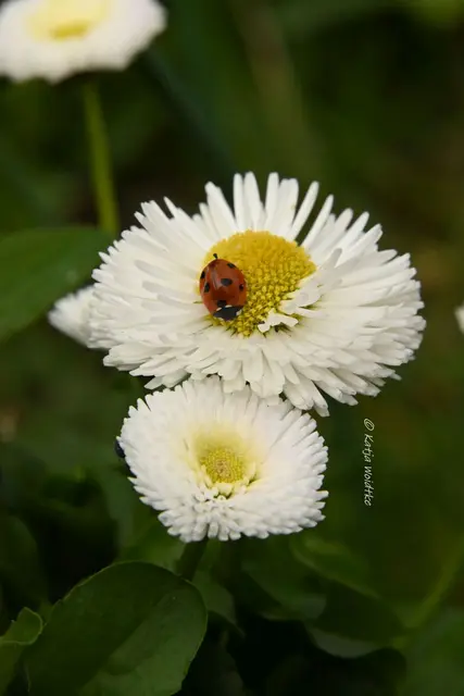 Garten im Jahreslauf (Foto: Katja Woidtke)

Zart durch den April - Glücksmoment | Foto: Katja Woidtke
